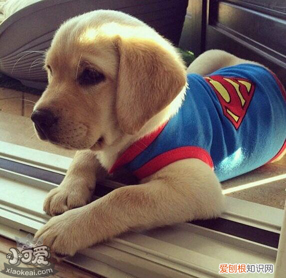 各星座适合养什么狗 超准！从星座可以看出你适合养什么狗狗！