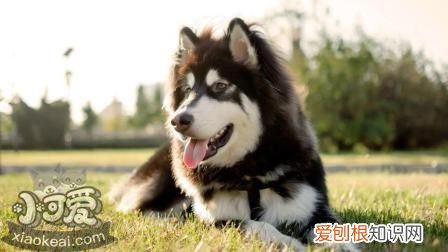 各星座适合养什么狗 超准！从星座可以看出你适合养什么狗狗！