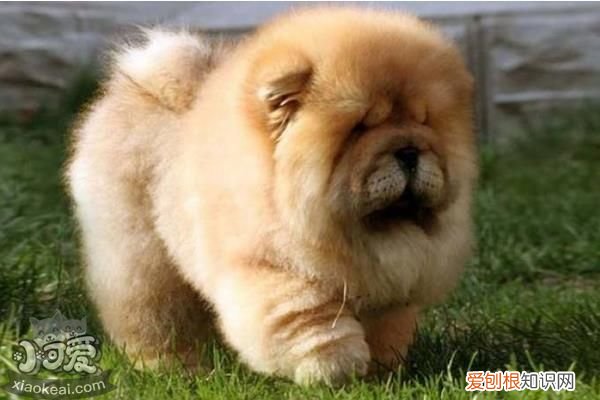 各星座适合养什么狗 超准！从星座可以看出你适合养什么狗狗！