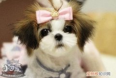 各星座适合养什么狗 超准！从星座可以看出你适合养什么狗狗！