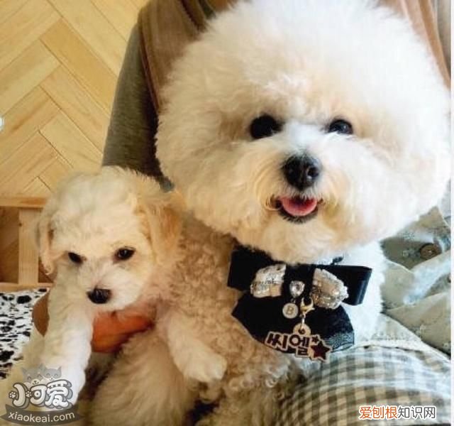 各星座适合养什么狗 超准！从星座可以看出你适合养什么狗狗！