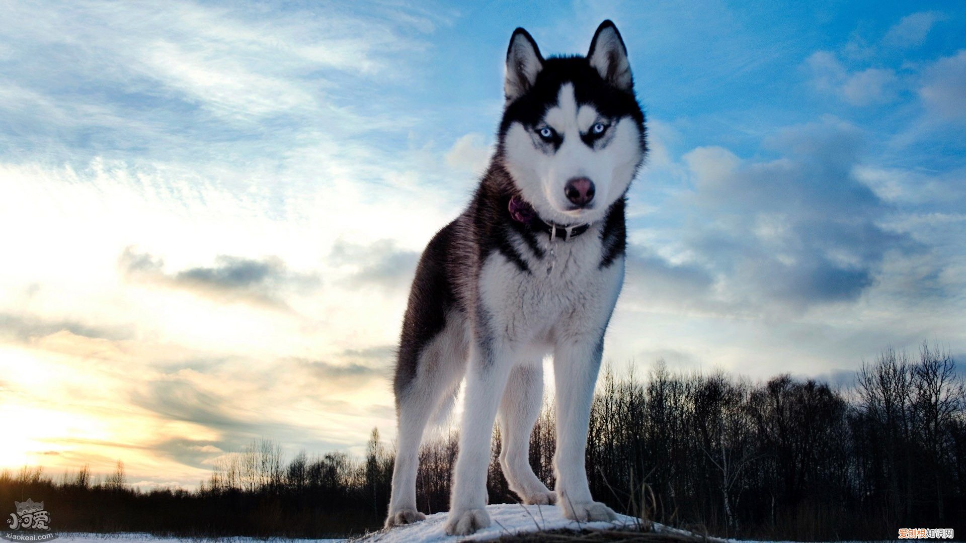 各星座适合养什么狗 超准！从星座可以看出你适合养什么狗狗！
