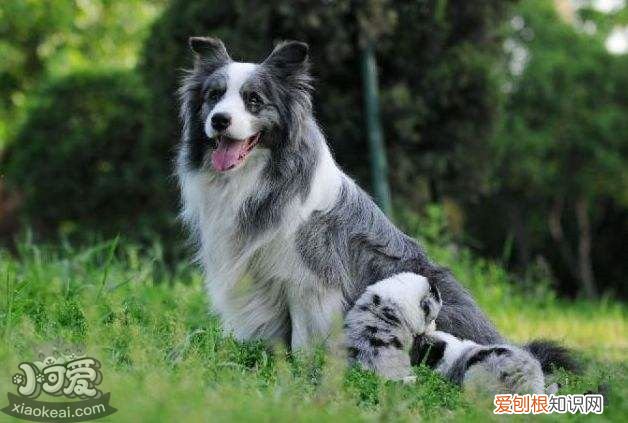 各星座适合养什么狗 超准！从星座可以看出你适合养什么狗狗！