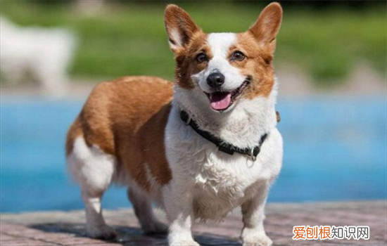 ?柯基一生只认一个主人吗