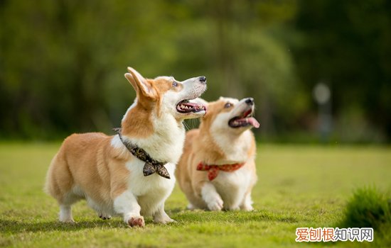 柯基在多少温度会觉得冷 幼犬柯基一般多少度会冷