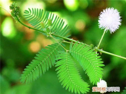 含羞草的花语及寓意 含羞草为什么会害羞