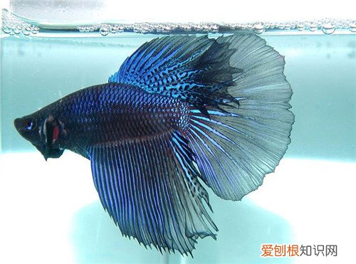 淡水观赏鱼种类有哪些 怎么养观赏鱼