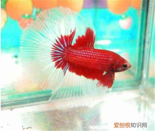 淡水观赏鱼种类有哪些 怎么养观赏鱼