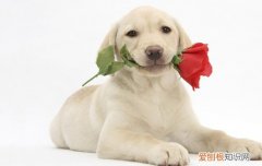 拉布拉多什么时候开始长 拉布拉多几个月开始猛长