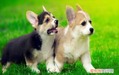 ?纯种与不纯柯基的对比