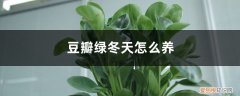 豆瓣绿冬季的养殖方法和注意事项 豆瓣绿冬天怎么养