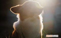 柯基会不会撑死 柯基有没有撑死的