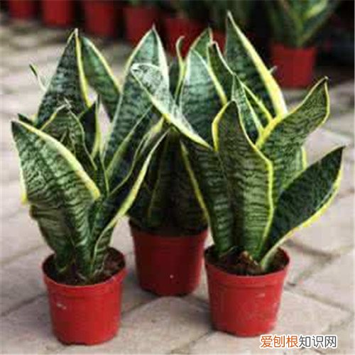 室内花卉图片大全 常见的室内花卉有哪些