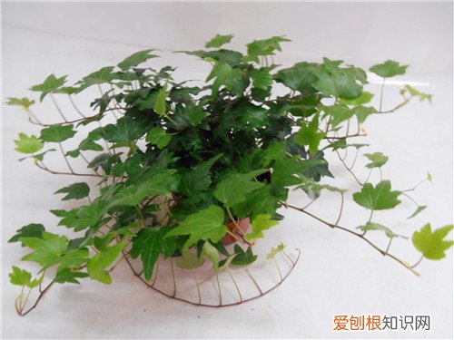 室内花卉图片大全 常见的室内花卉有哪些