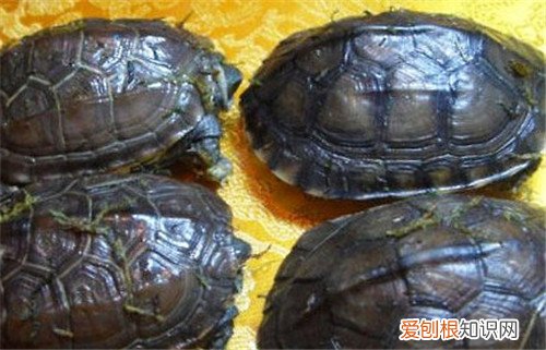 乌龟冬眠一般是多久 乌龟进入冬眠阶段要怎么养