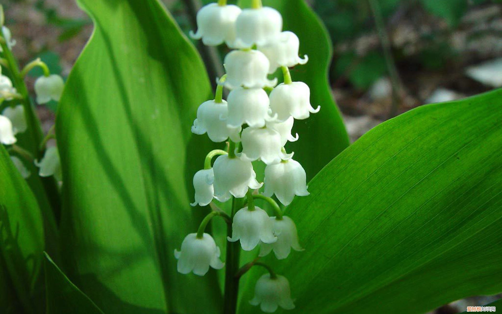 铃兰花的花语 铃兰花有什么作用