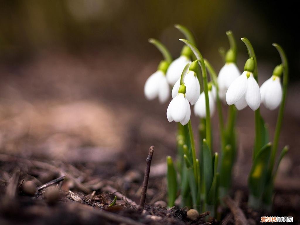 铃兰花的花语 铃兰花有什么作用
