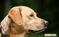 金毛的智商相当于多少岁的小孩子 金毛的智商相当于多少岁的小孩