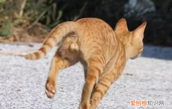 活泼的猫的名字 活泼公猫的名字