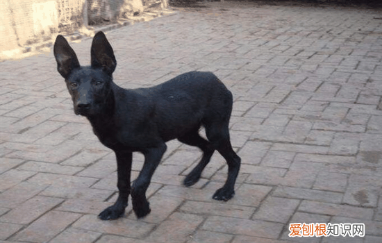 黑狼犬纯不纯怎么分辨图片 黑狼犬纯不纯怎么分辨