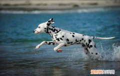 ?斑点狗是禁养犬吗