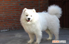 基摩犬和萨摩耶犬的差别 爱斯基摩犬和萨摩耶的区别