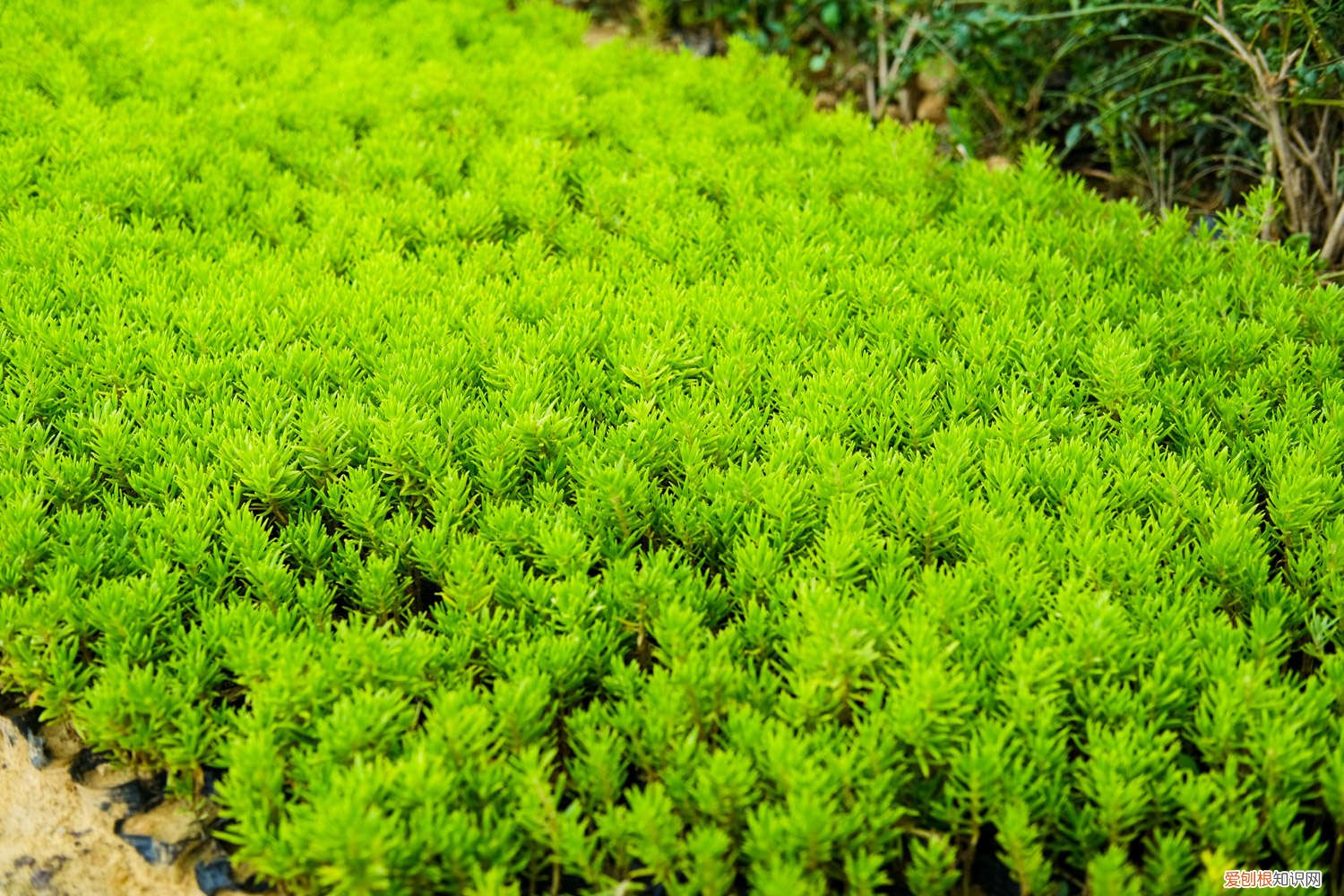 多肉长气根是根部有问题了吗 多肉长气根是什么原因,怎么办