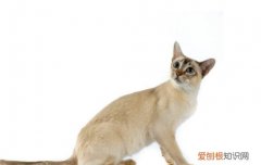 东奇尼猫的养护小技巧是什么 东奇尼猫的养护小技巧