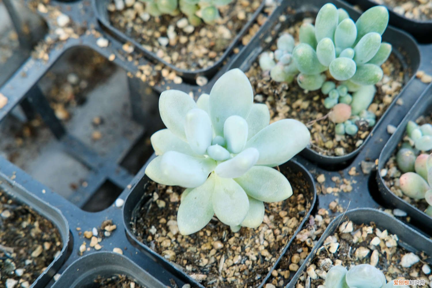 多肉植物的养殖方法和注意事项图片 多肉植物的养殖方法和注意事项