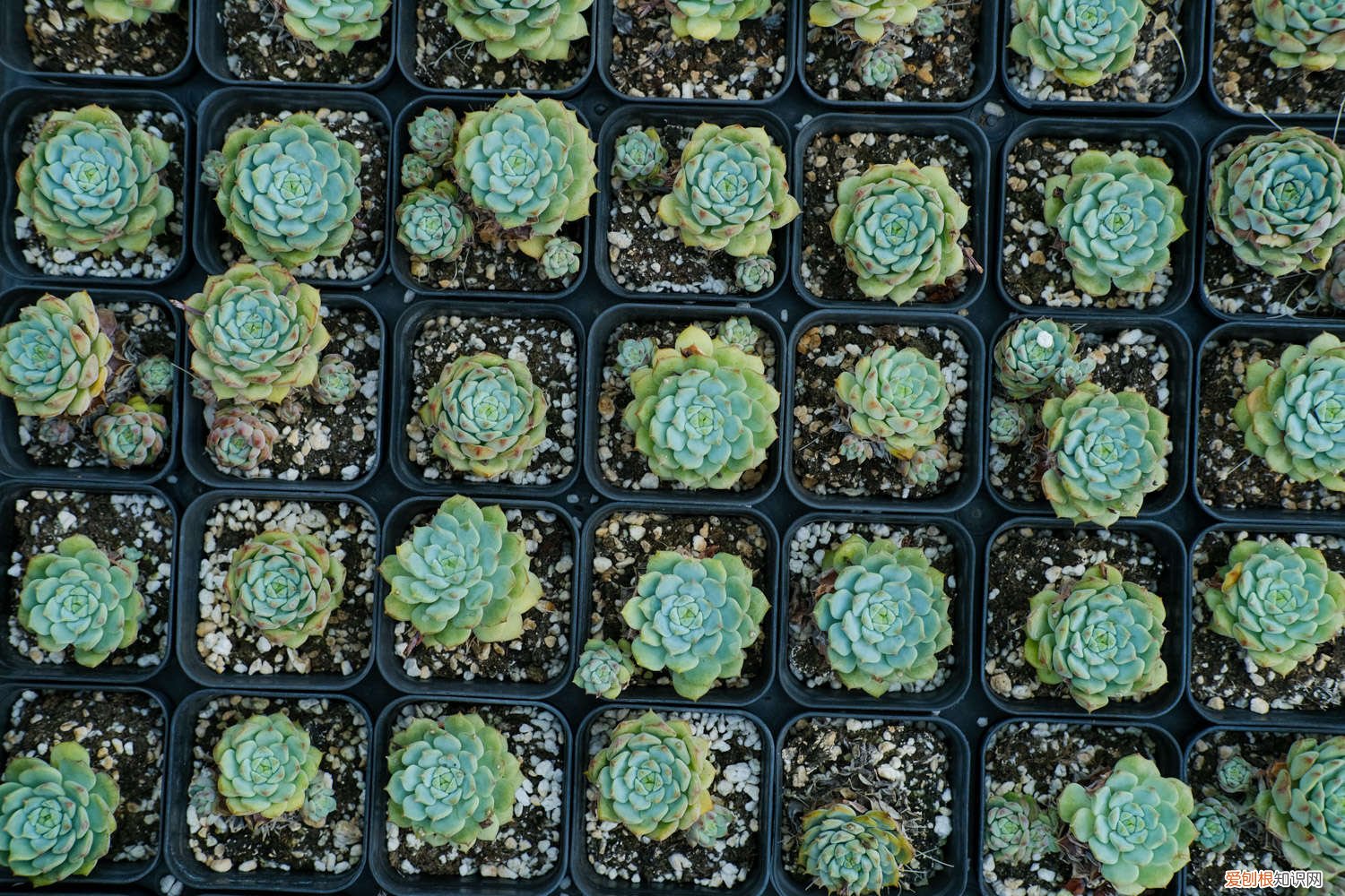 多肉植物的养殖方法和注意事项图片 多肉植物的养殖方法和注意事项