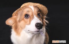 柯基会不会叫 柯基会不会一直叫