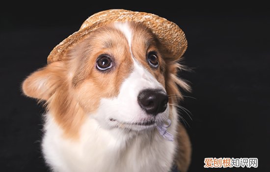 柯基会不会叫 柯基会不会一直叫