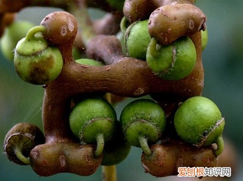 拐枣树怎样种植容易结果 拐枣树有哪些药用价值