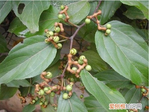 拐枣树怎样种植容易结果 拐枣树有哪些药用价值