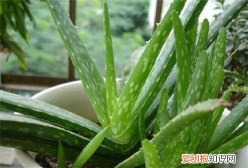 芦荟浇水有什么技巧 芦荟多久浇一次水好