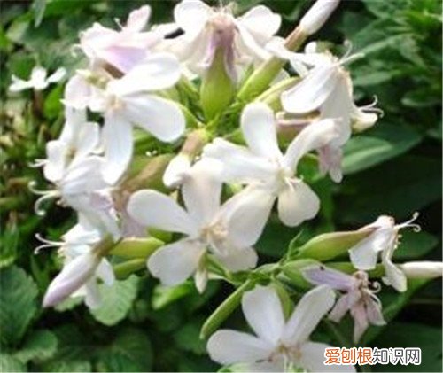 补肾草怎么吃好 补肾草的营养价值有哪些