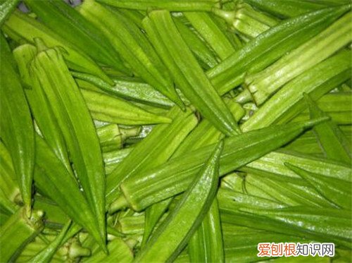 补肾草怎么吃好 补肾草的营养价值有哪些