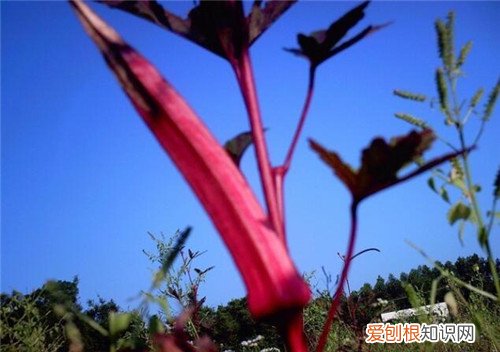 补肾草怎么吃好 补肾草的营养价值有哪些