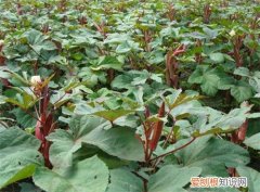 补肾草怎么吃好 补肾草的营养价值有哪些