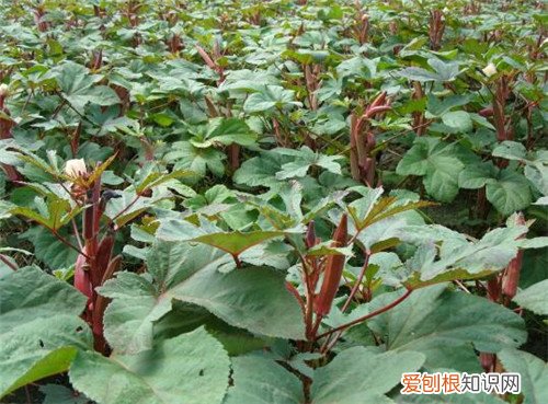 补肾草怎么吃好 补肾草的营养价值有哪些