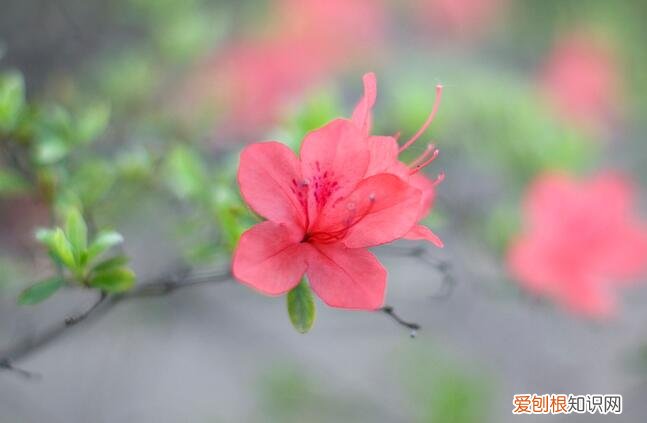 杜鹃花图片大全 杜鹃花养殖方法