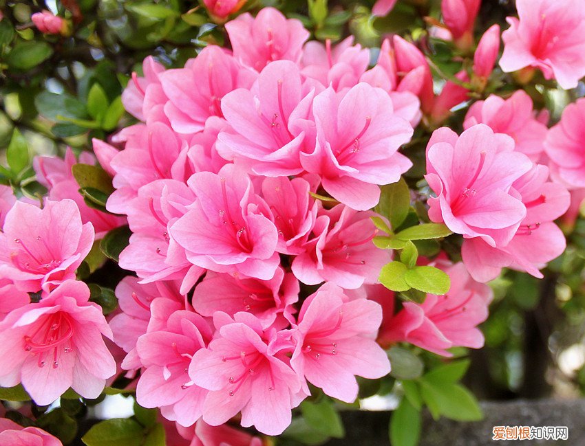 杜鹃花图片大全 杜鹃花养殖方法
