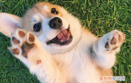 ?如何挑选一条好狗