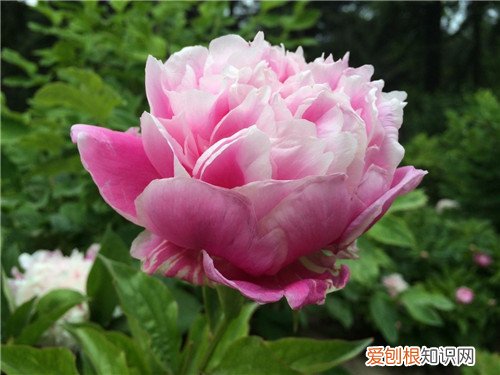 芍药花多少钱一盆 送芍药花代表什么意思