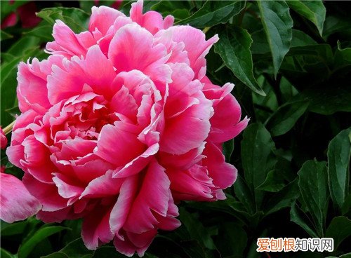 芍药花多少钱一盆 送芍药花代表什么意思