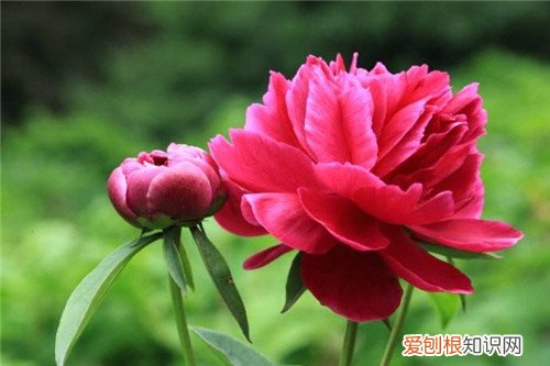 芍药花多少钱一盆 送芍药花代表什么意思