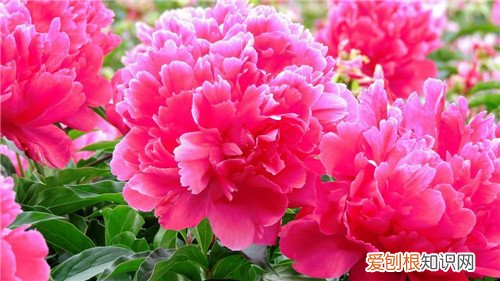 芍药花多少钱一盆 送芍药花代表什么意思