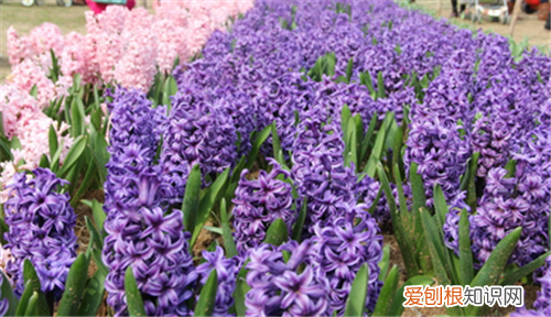 风信子开花后怎么处理水培风信子花谢如何解决