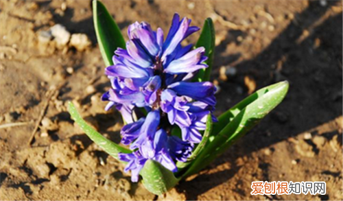 风信子开花后怎么处理水培风信子花谢如何解决