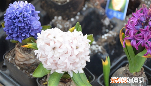 风信子开花后怎么处理水培风信子花谢如何解决